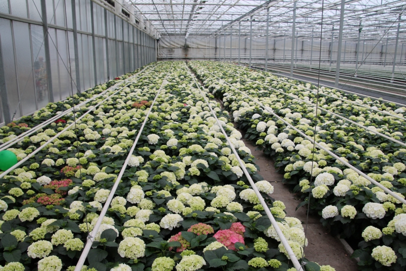 pepiniere-TOUDON-min_nursery-hydrangea-white-flowers-greenhouse-flower-1609210-pxhere.com